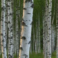 Implacable Birch