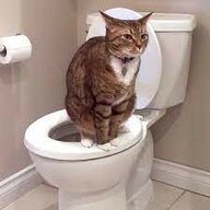 kitty shit