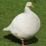ObeseGeese