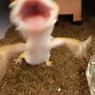 TR0N