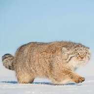 Pallas' Cat