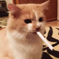 bingusduck420