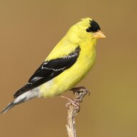 Goldfinch35