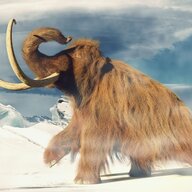 Mammoth Sandwhiches