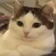 cat clone