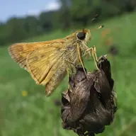 bug_ensneeded9000