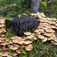 Fungii