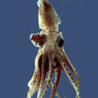 Cock-Eyed Squid