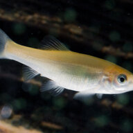Fish29