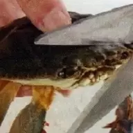 spam crab