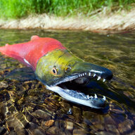 Salmon Slappers