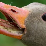 They call me goose