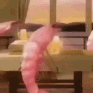 shrimping it up