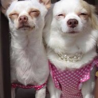 Chinky Chihuahuas
