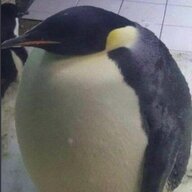 Bloated