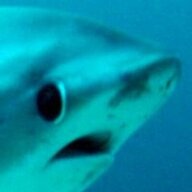 Wyld Shark