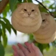 Oongok