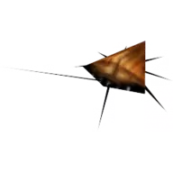 dickroach