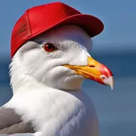 Steve Seagull