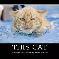 Nobody owns a cat