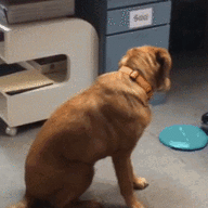 Fetch!