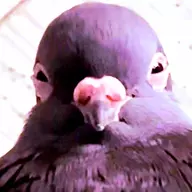 SongxBird