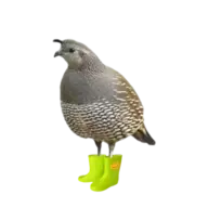 Jiggles McBingus
