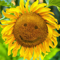 a thirsty flower