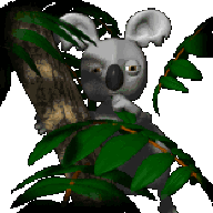 Unsuspecting Koala Bear