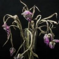 Toxic Tulip