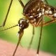 proboscis