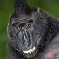 Don Quixote's Monkey