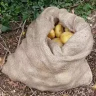 potato sack