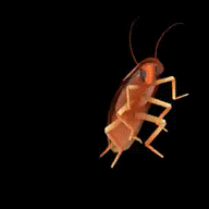 roach69
