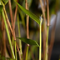 Stickplant