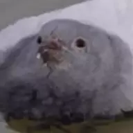 Pigeon Enthusiast
