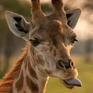 Retarded Giraffe