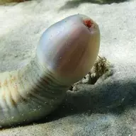 Penis Worm