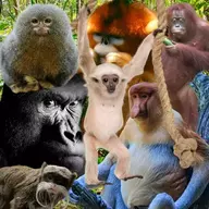 Probuncus Monkey