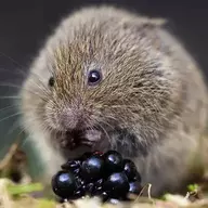 37 Voles in a Trenchcoat