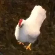 _Chicken_