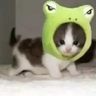 kawaiikat420