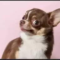 Taquito
