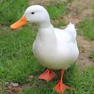 WaddlingDuck