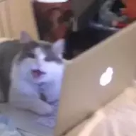 Koka