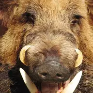 6millionferalhogs