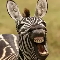 Equus quagga