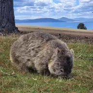 wombat