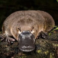 Platypus