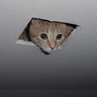 datrandomcat